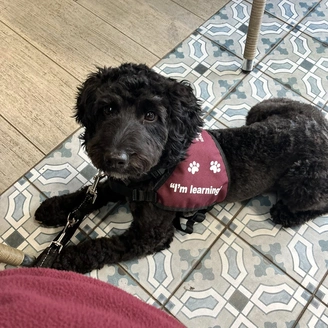 A curly black haired cockapoo is shown laying down on a rug, looking up intently. She is wearing a hearing dogs training jacket.