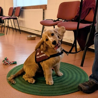 A dog with light brown and white fur shaking his head with ears flapping around and tongue out.