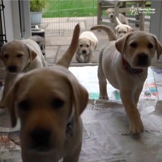 A litter of cute white labrador puppies running towards camera from outside.