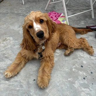 A light brown dog, head slightly titled, is laying settled on the ground