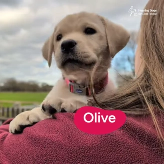 Cute white labrador pup seen over a woman's shoulder. Her name "Olive" is displayed on screen.