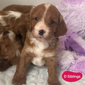 A tiny weeks old, brown and white pup, sitting on a purple and white blanket. Its siblings can be seen huddled in the background.
