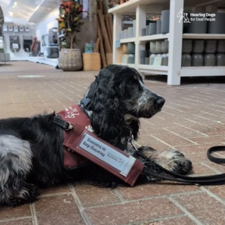 A black and white cocker spaniel, wearing training jacket is settled nicely on a shop floor