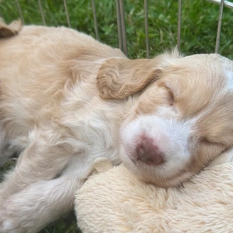 a brown and white cute puppy, fast asleep on grass, head resting on a towel.