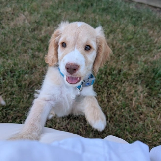 very cute cocker spaniel puppy, standing up on hind legs.