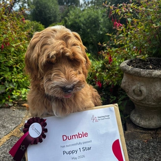 A shaggy light furred dog, sitting in a garden type area, with a Puppy 1 Star certificate positioned in front