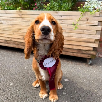 A brown and white cocker spaniel sitting proudly in front of a wooden planter. She has a burgundy rosette on her chest.