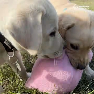 2 cute yellow labrador pups playing with a pink toy
