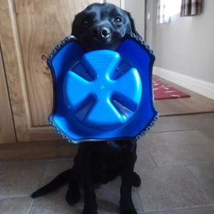 Black labdrador Theo, with a blue dish in his mouth