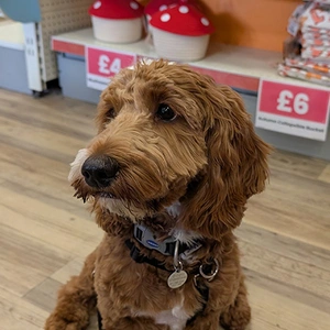 A brown furred poodle, in a shop, looking off to the side.