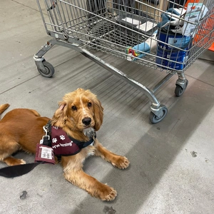 A dog in burgundy training jacket, lies next to a shopping trolley