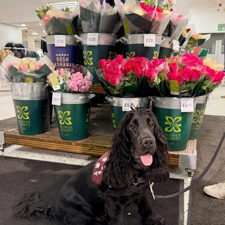 A black cocker spaniel sitting in front of a shop display of flowers. He is wearing a hearing dogs training jacket.